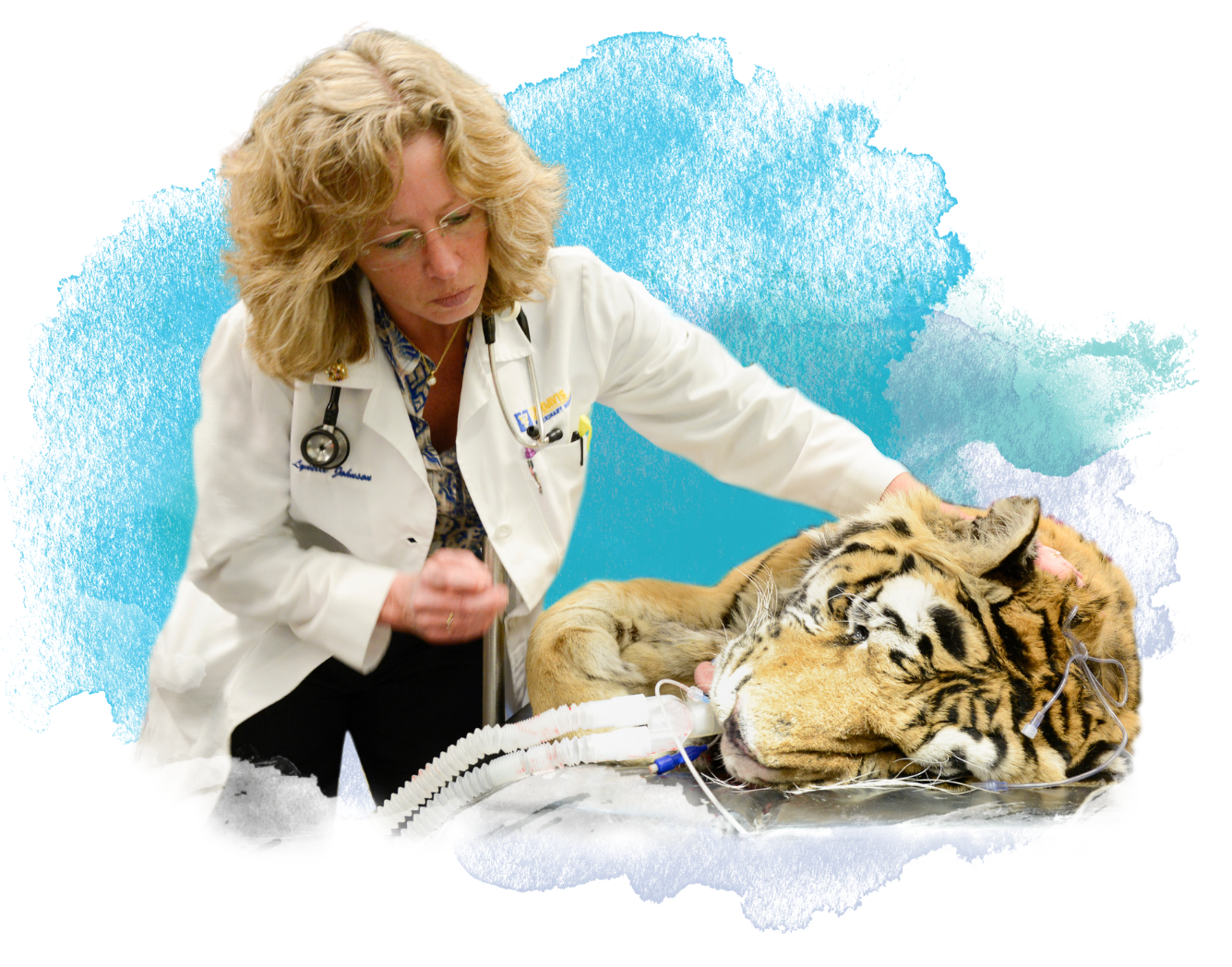 Dr. Lynelle Johnson with a tiger patient