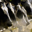 cows eating