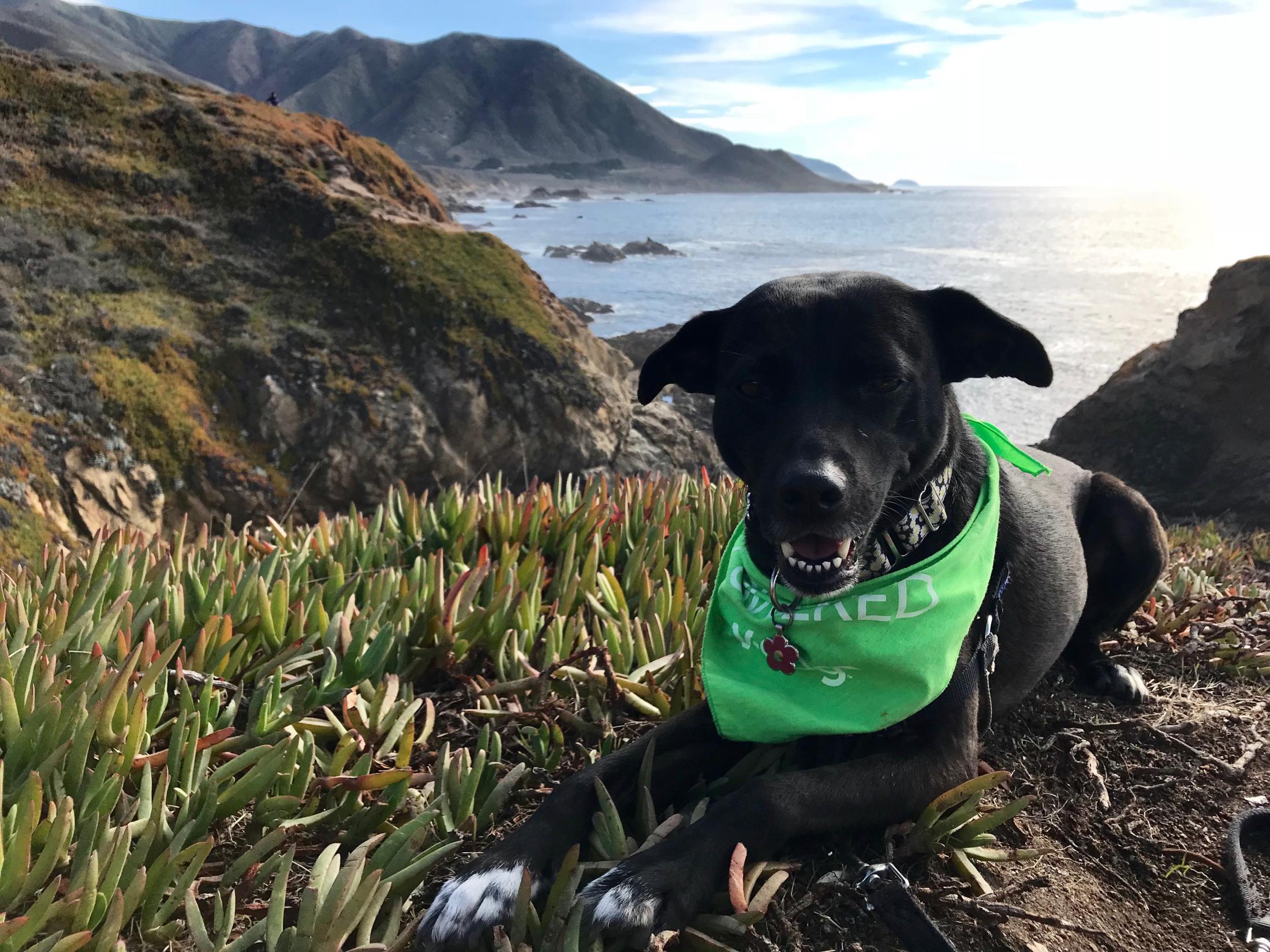 Daisy the dog at the ocean