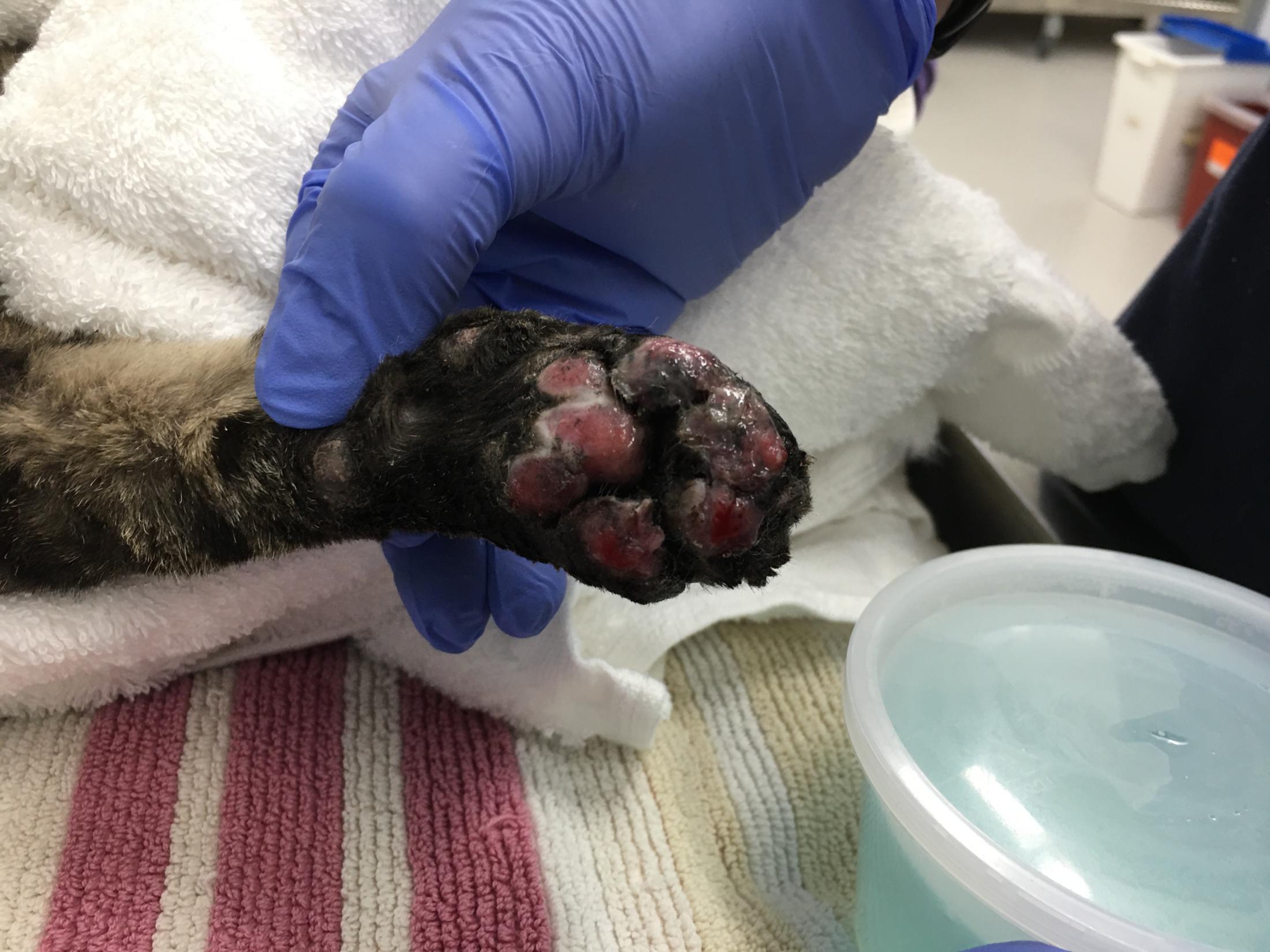 burned cat paw