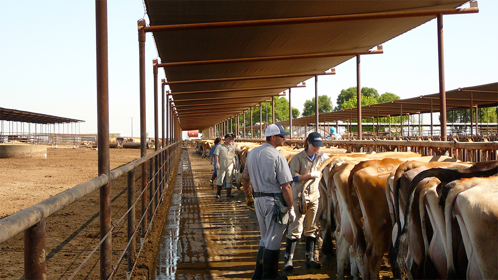 Veterinary Medicine Teaching & Research Center - Tulare