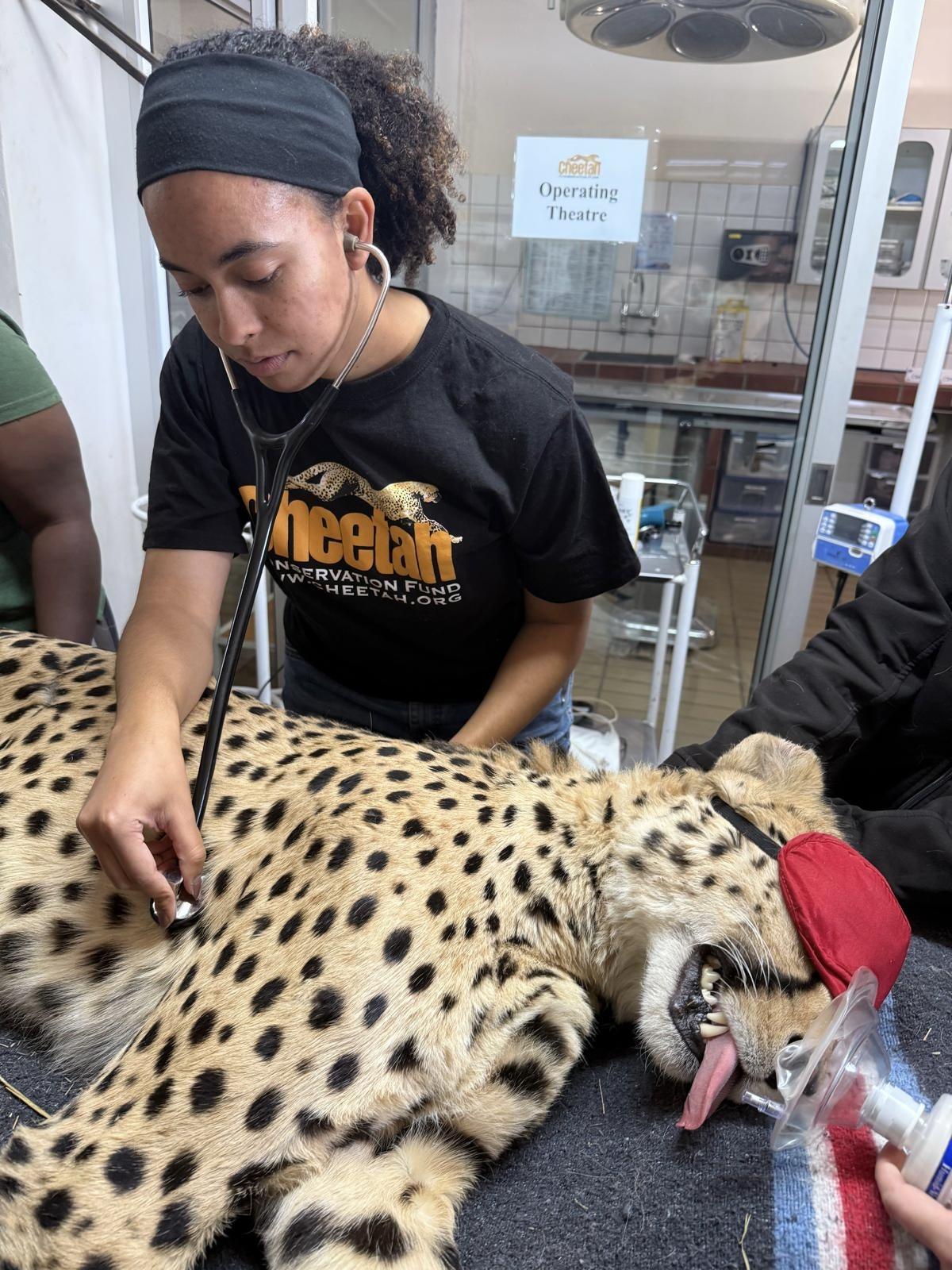 A person using a stethoscope to examine a leopard lying on a clinic table.