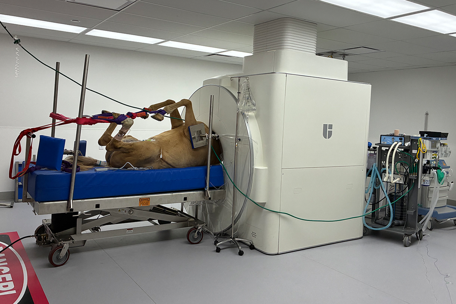 A horse laying on an MRI scanner.