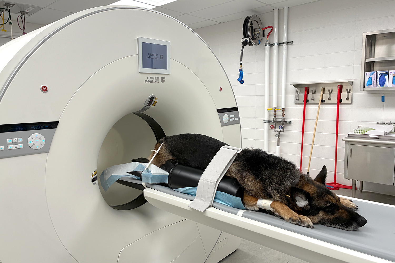 A dog on a CT scanner.