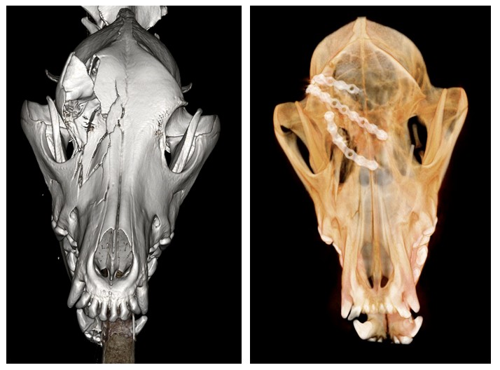 3D CT renderings of a dog skull; left grayscale, right color showing surgical plates and screws