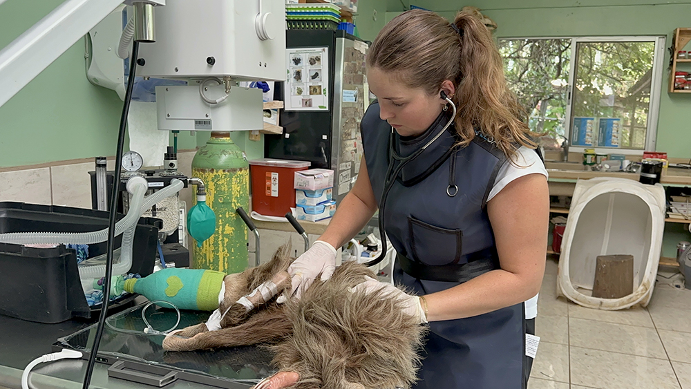 Chloe examining a sloth on a clinic table.