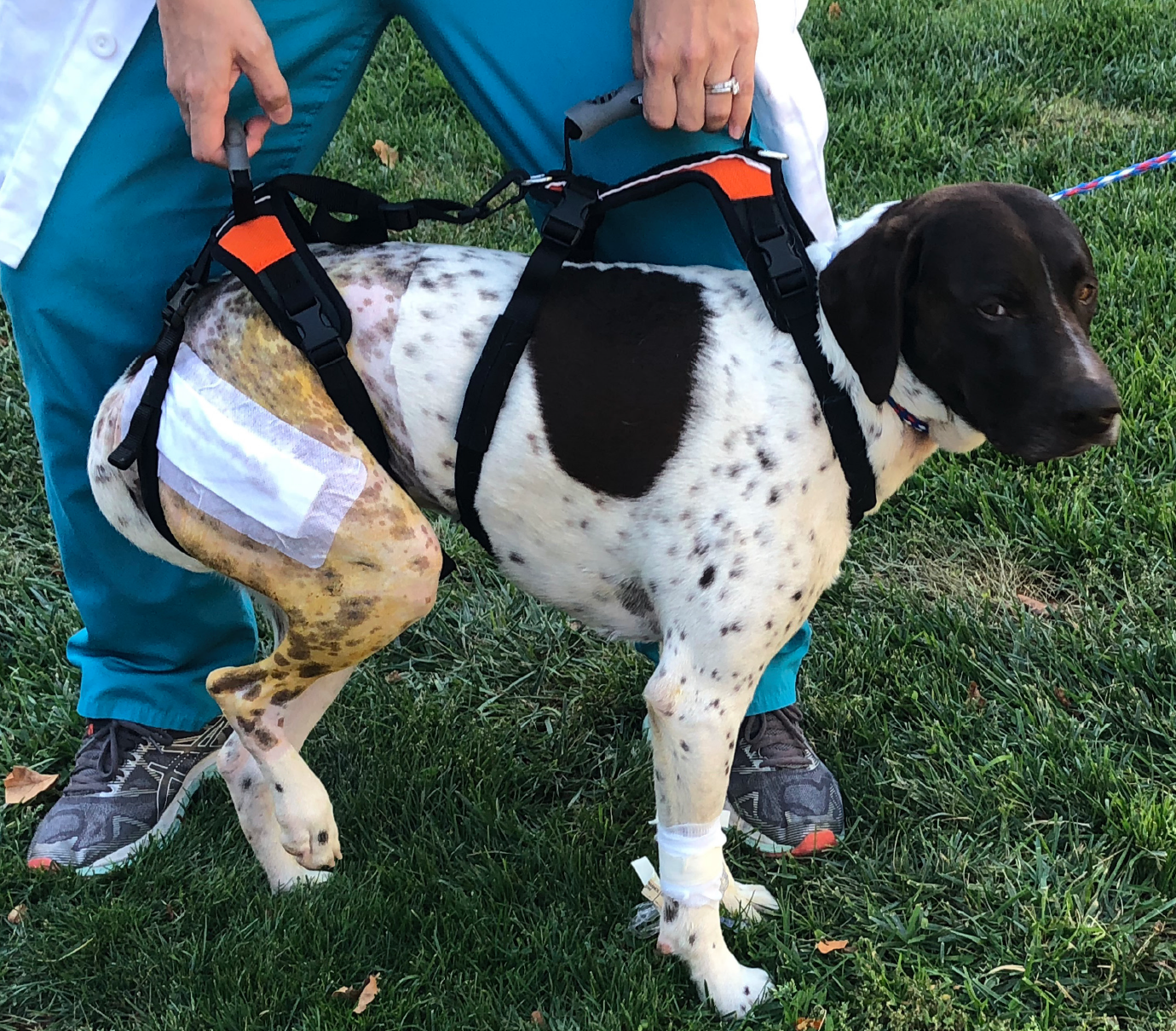 Dexter post-surgery