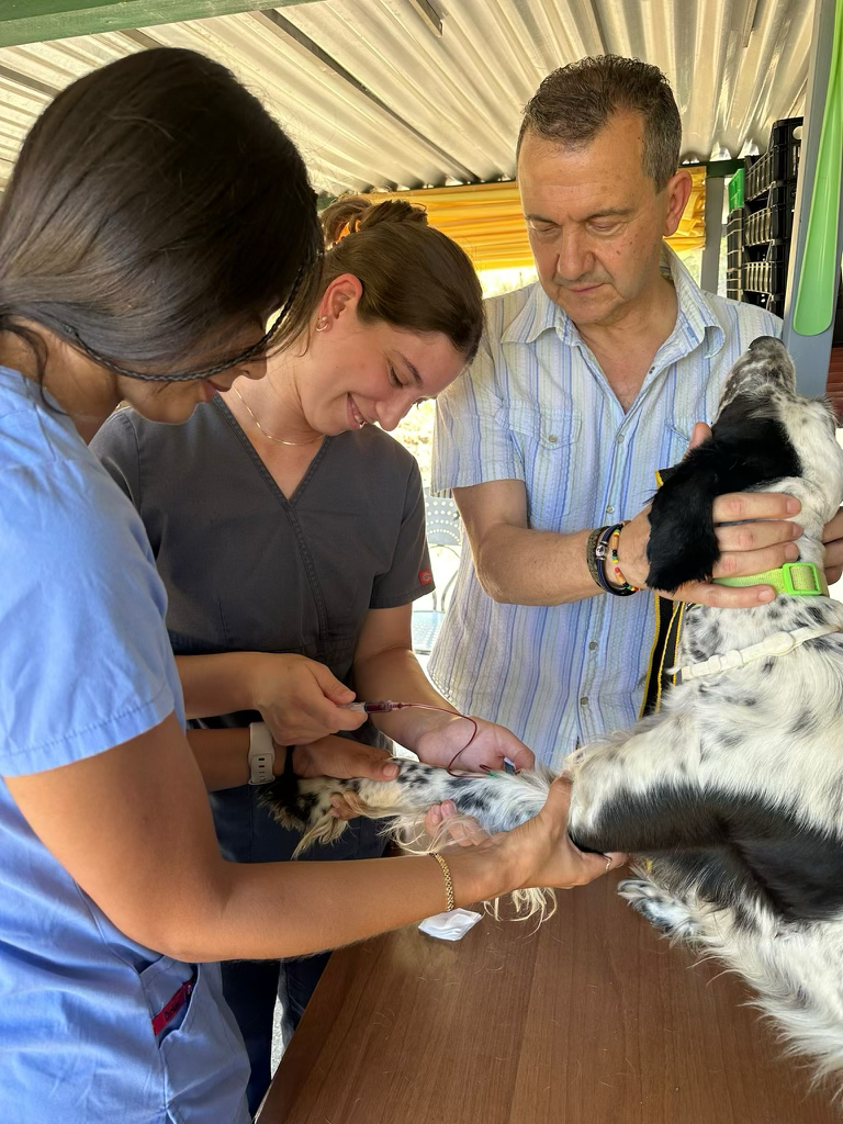 Grace and another student draw blood from a dog in an outdoor clinic with the assistance of a local vet.