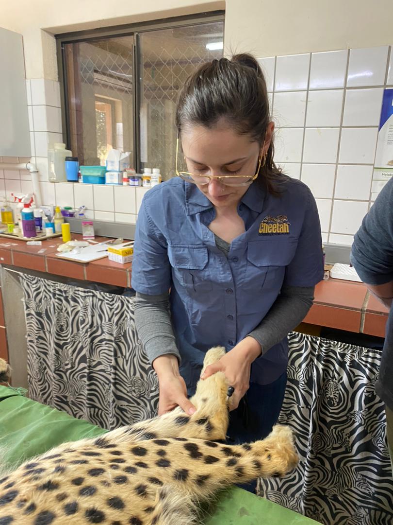 Holly examining a cheetah on a clinic table.