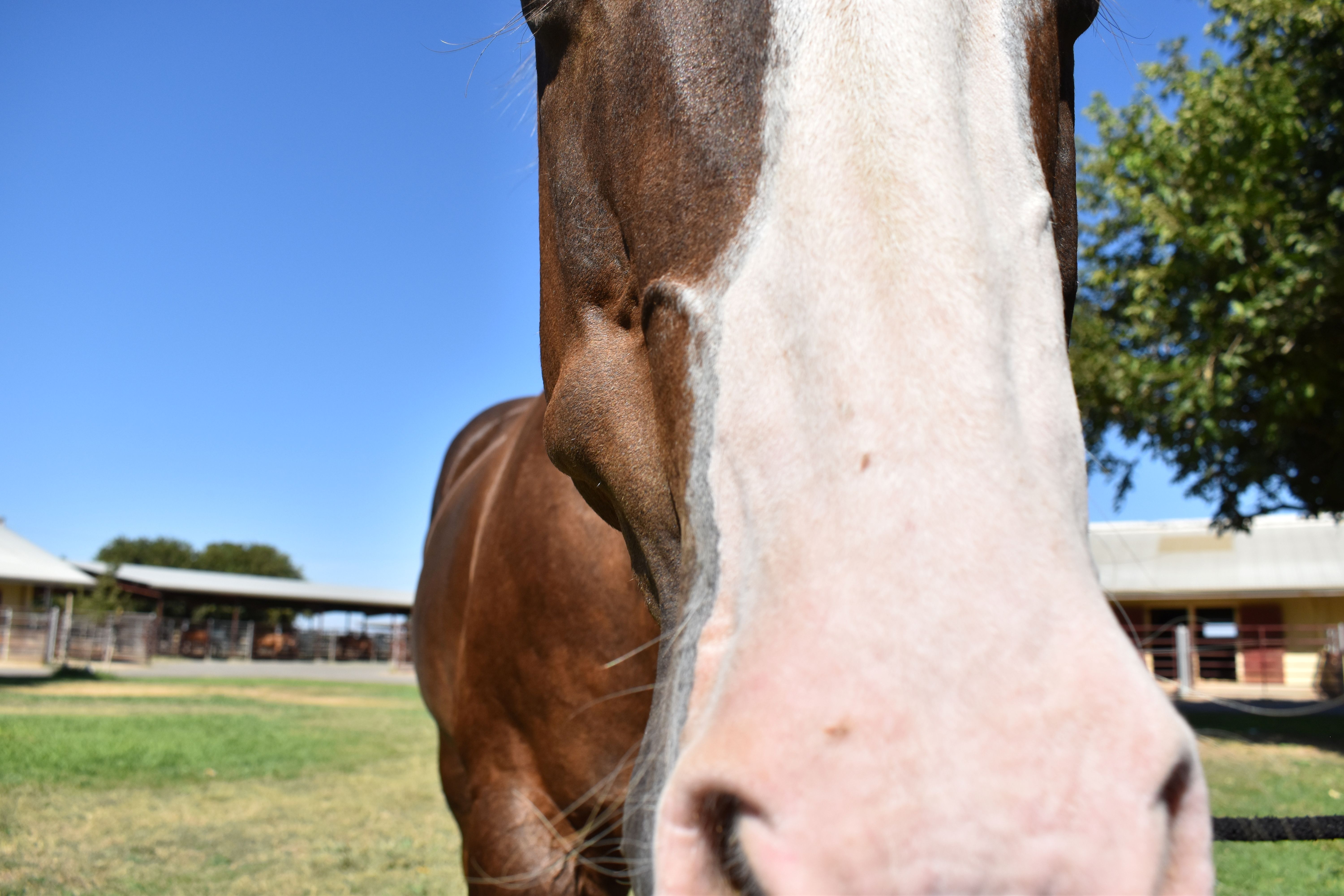 close up of horse's face showing large bump on cheek