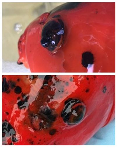 Close-up view of two vivid red fish with shimmering black eyes and dark spots.