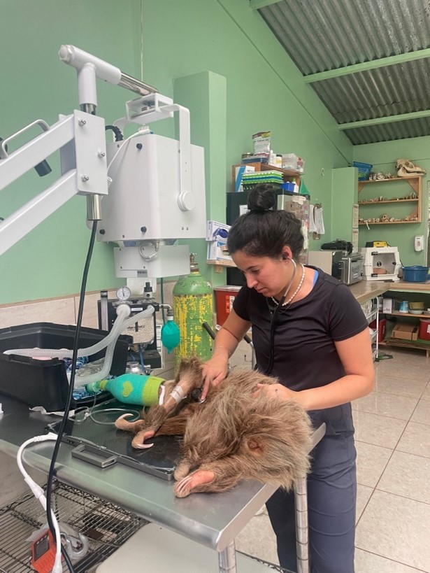 Melody Bastani examining a sloth.