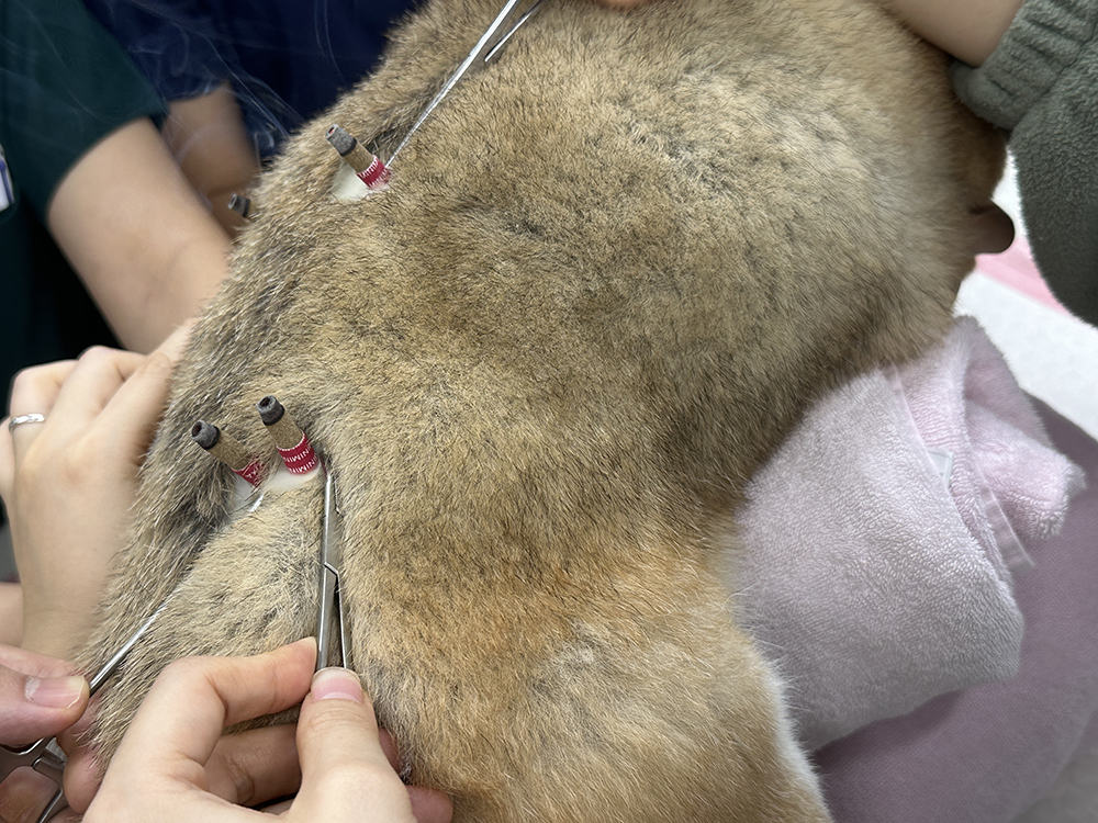 Body of an animal being examined.