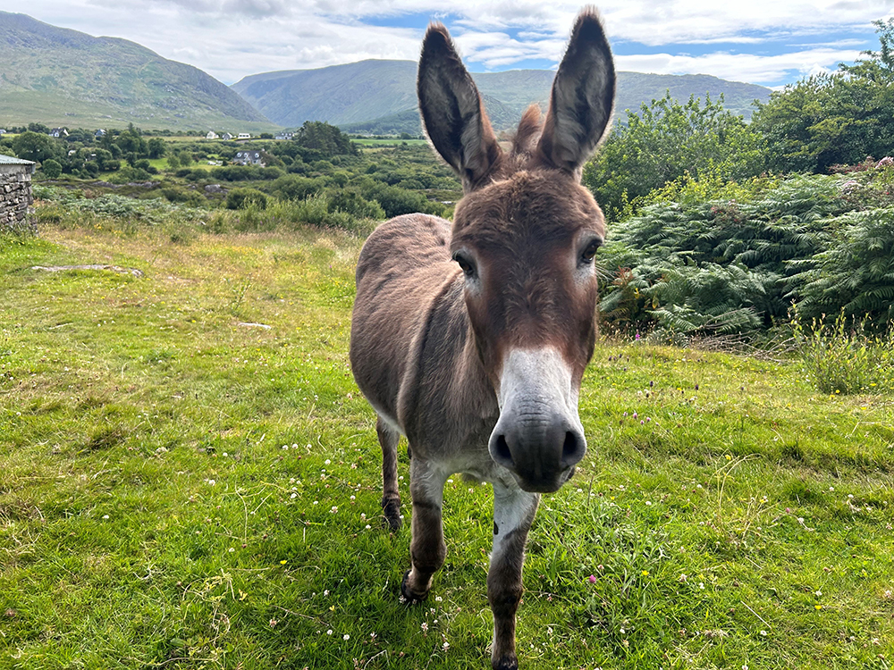 Donkey in a pasture facing the camera.