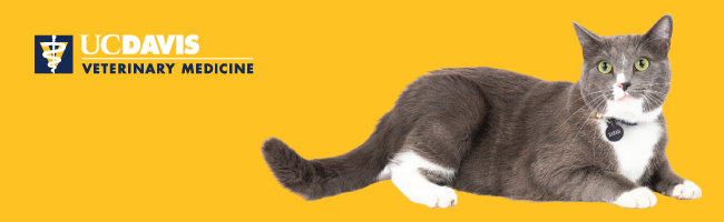 email banner with cat