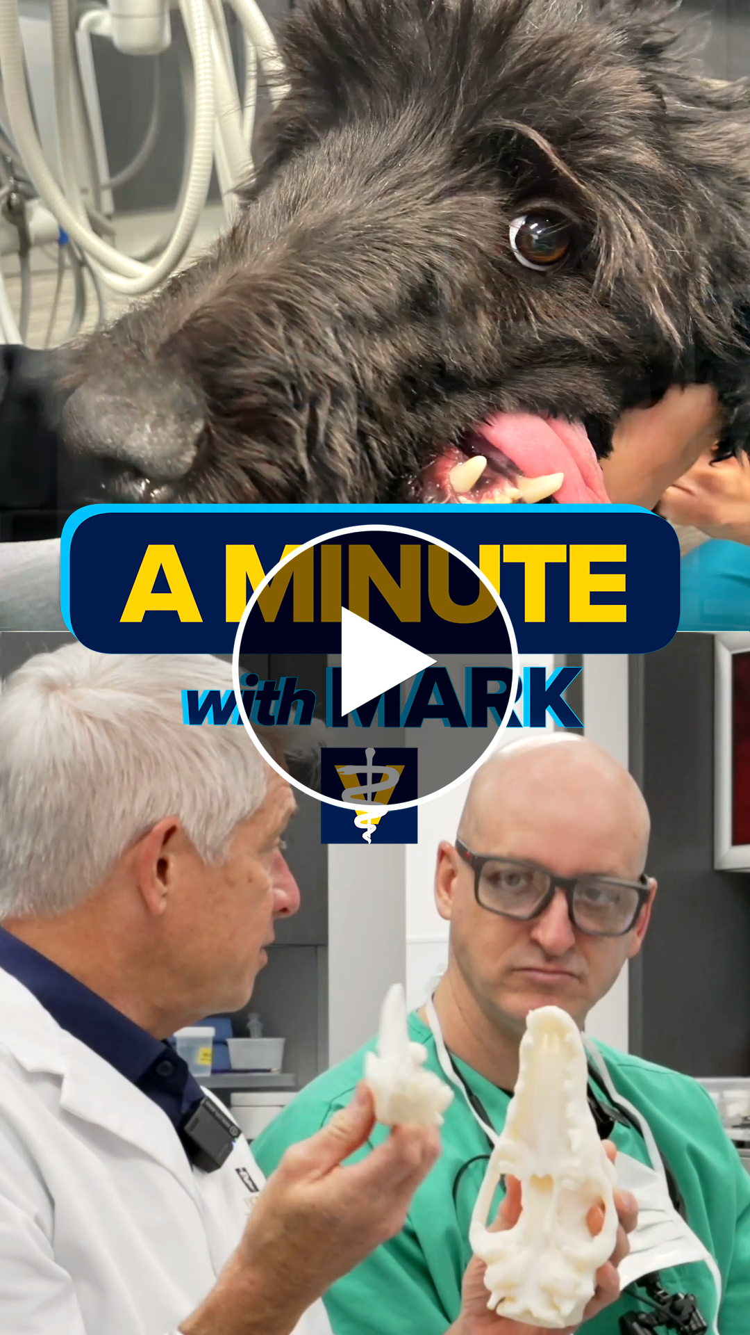 Video preview with Toby an abused doodle (top) and Drs. Mark Stetter and Boaz Arzi with a 3D-printed replica of Toby's skull (bottom)