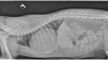Left lateral projection
