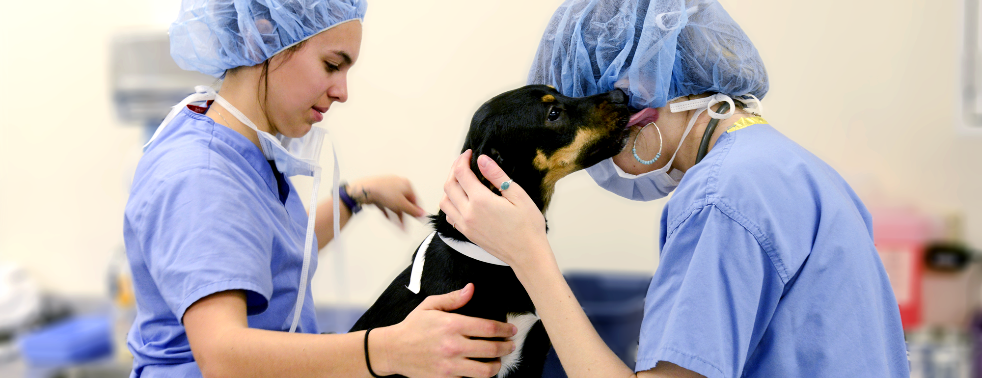 Two vets in srub caring for a Dachshund dog after surgery. The dog is licking one of the vets.