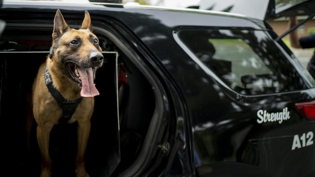K9 Officer Aero is back on duty after UC Davis veterinarians treated a nearly fatal illness. K9 Officer Aero is back on duty after UC Davis veterinarians treated a nearly fatal illness.