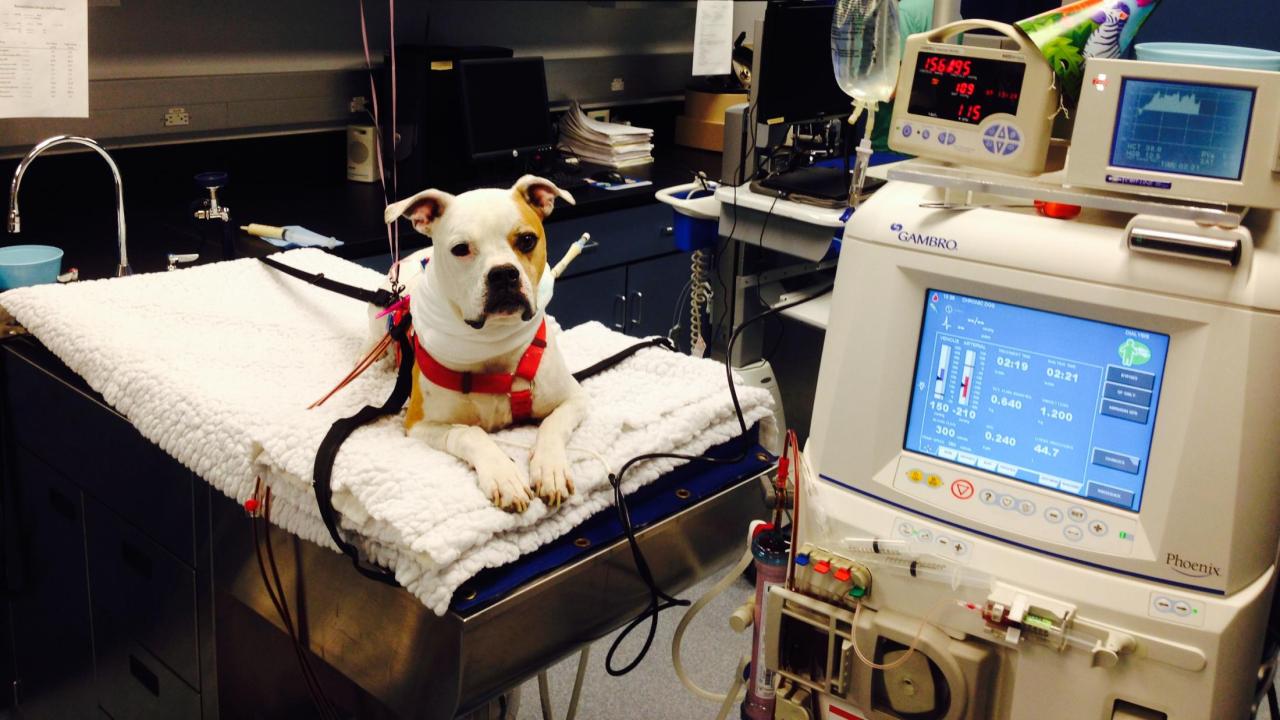 Bebe receiving hemodialysis treatment at UC Davis veterinary hospital. dog receiving hemodialysis treatment at UC Davis veterinary hospital