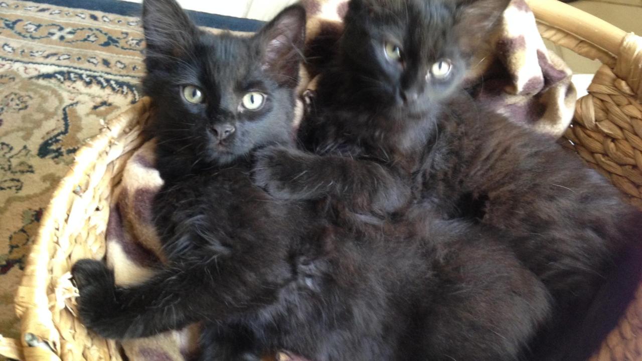 cats in a basket