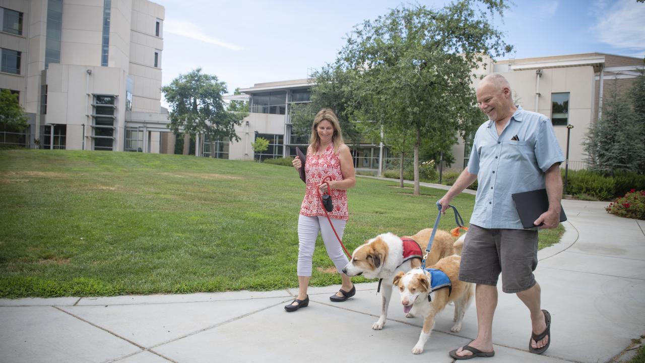 Oberon (dog on left) and Griffin are both enrolled in a two-year clinical trial to better understand and treat canine epilepsy. Two dogs walking with owners