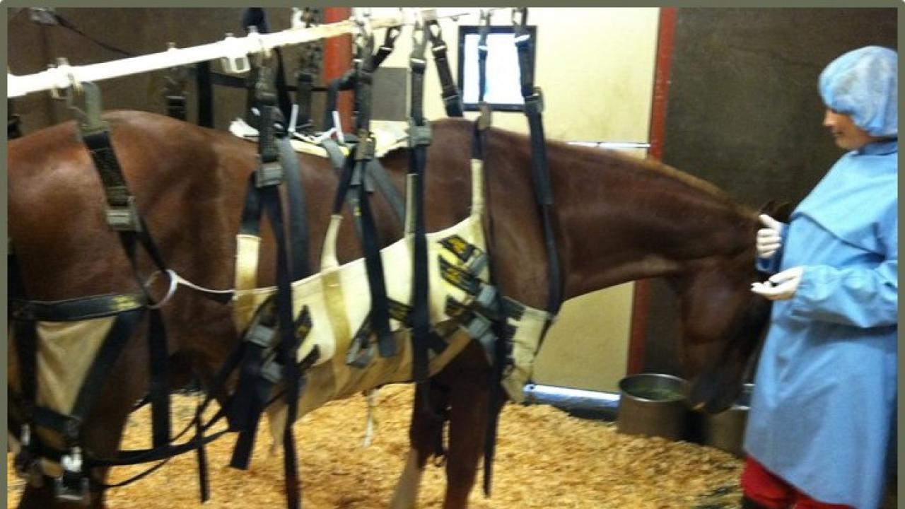 Recovery from EHM requires significant time and supportive care. horse with EHM