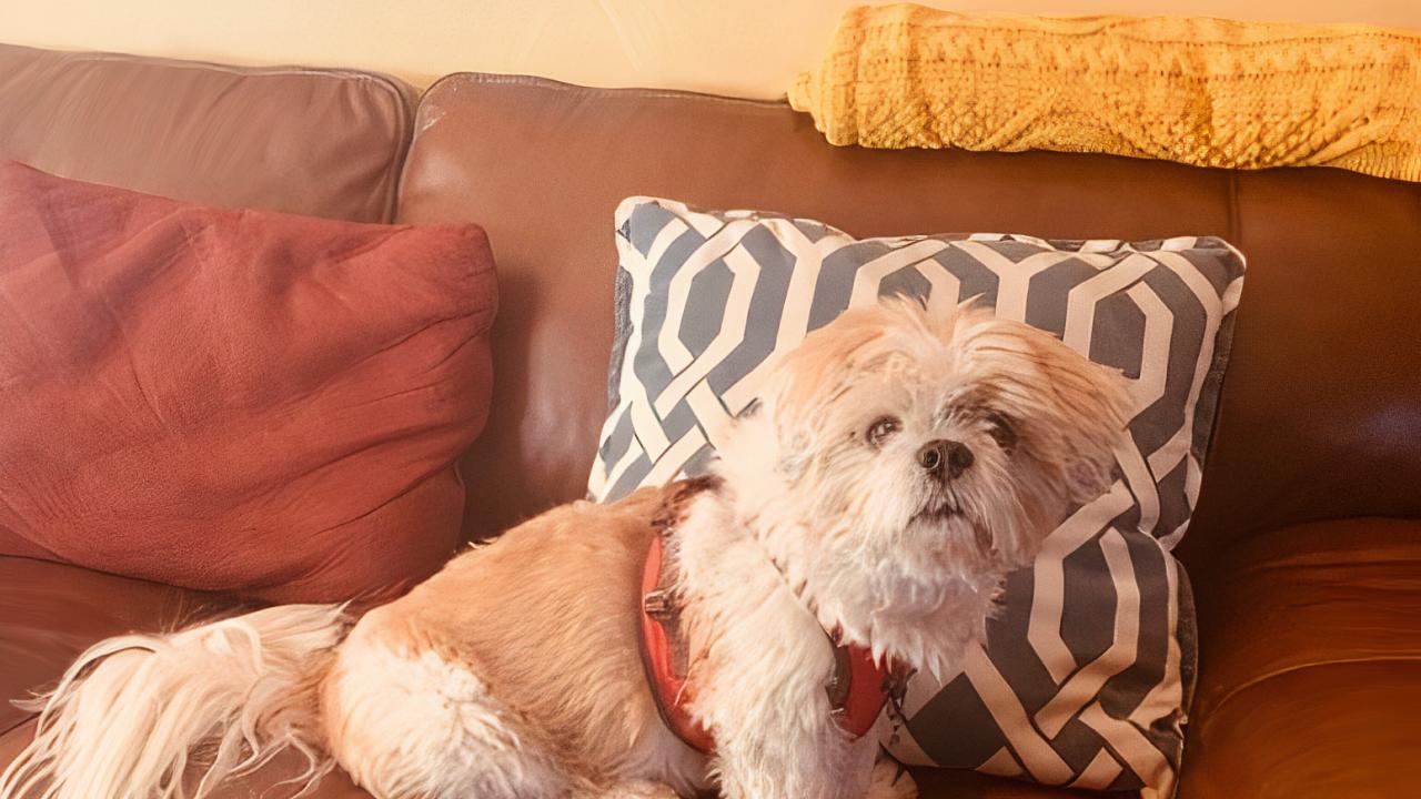Coco, Haidee Stade’s companion and friend, was one of several dogs to touch her life and inspire her love of animals. Coco, Haidee Stade’s companion and friend, was one of several dogs to touch her life and inspire her love of animals.
