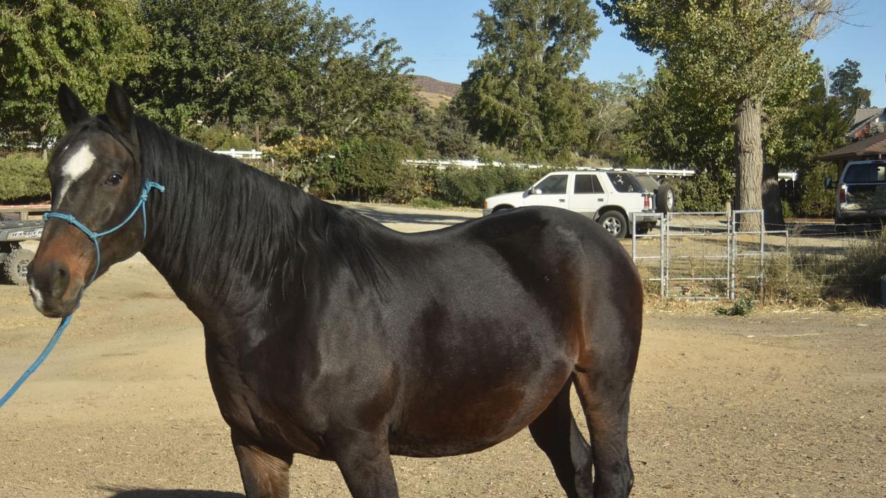 Georgia is recovering well following an ovariohysterectomy at the UC Davis veterinary hospital. horse