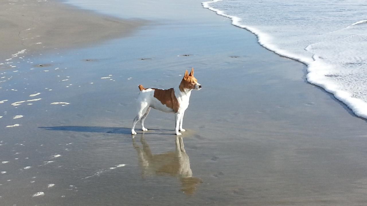 Goldie walked again after neurosurgery at the UC Davis veterinary hospital.