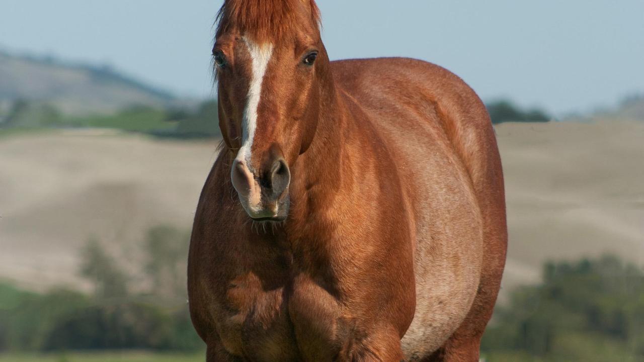 UC Davis veterinary surgeons repaired Holly's broken leg. Holly the horse