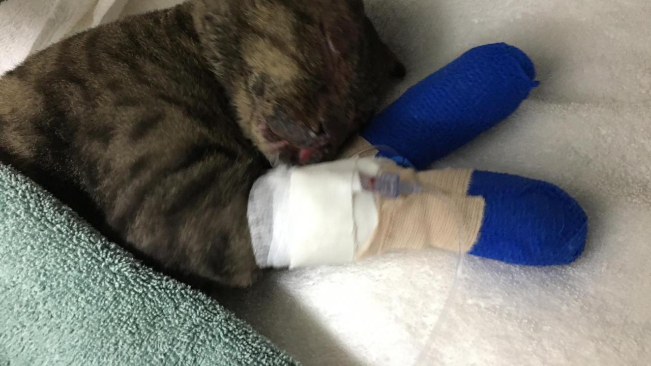 cat at UC Davis veterinary hospital with paws bandaged