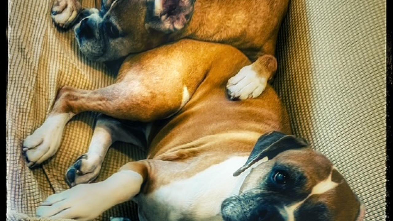 Lola (front), and Oscar (behind Lola) Two dogs lying on a couch