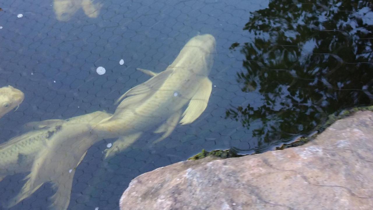 Madonna, a 6-year-old koi fish