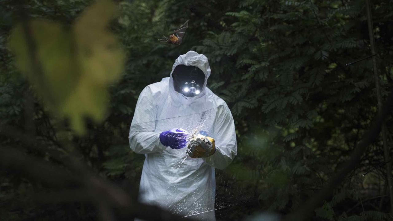A PREDICT scientist in the field gathering samples. PREDICT scientist in the field gathering samples