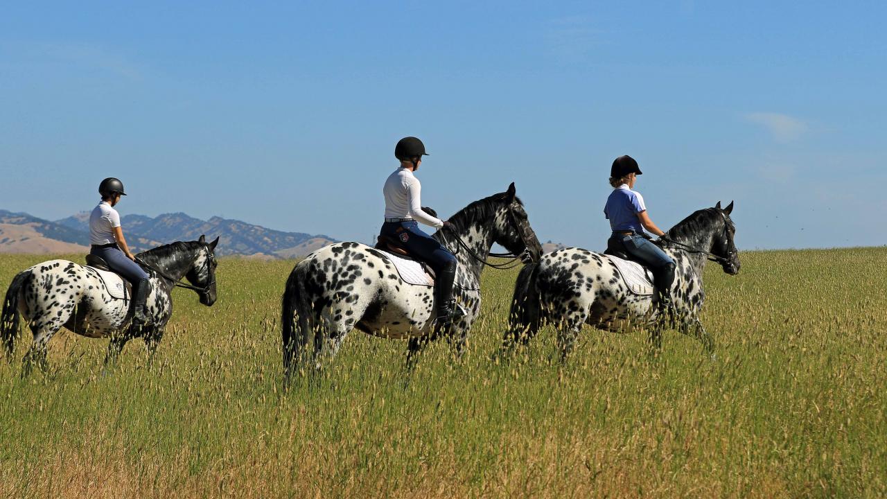 three horses on a hill