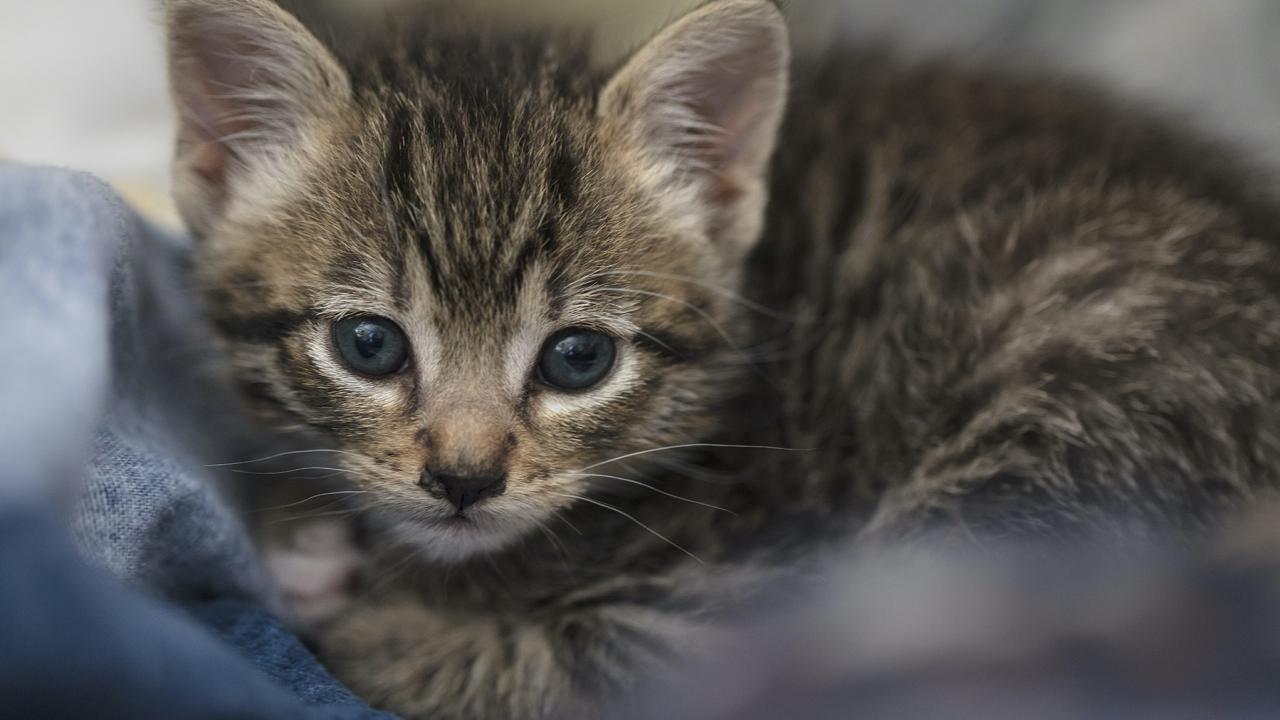 tabby kitten