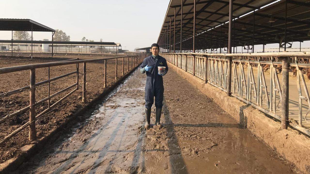 Dr. Tapakorn Chamchoy collecting a fecal slurry sample at a California dairy for his MPVM project.