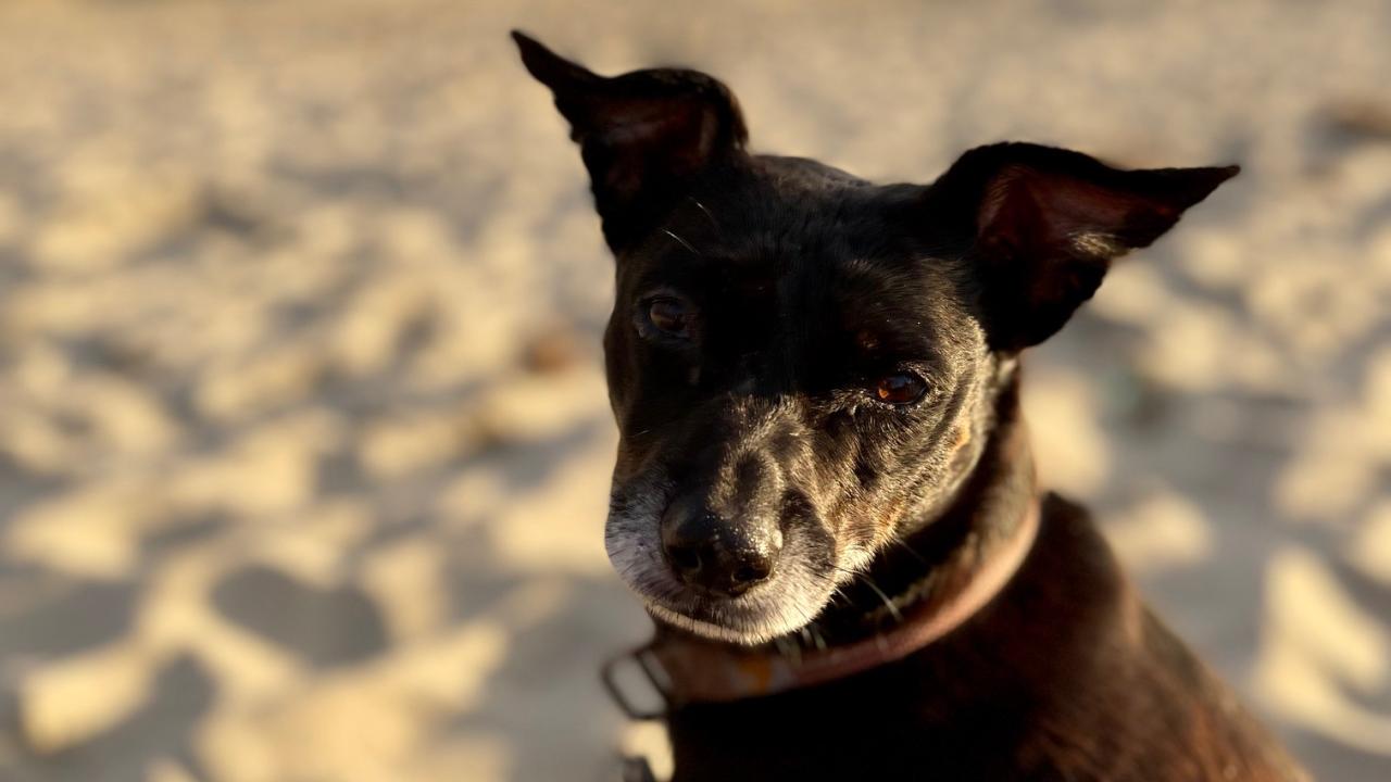 Dog sitting on sand at beach.