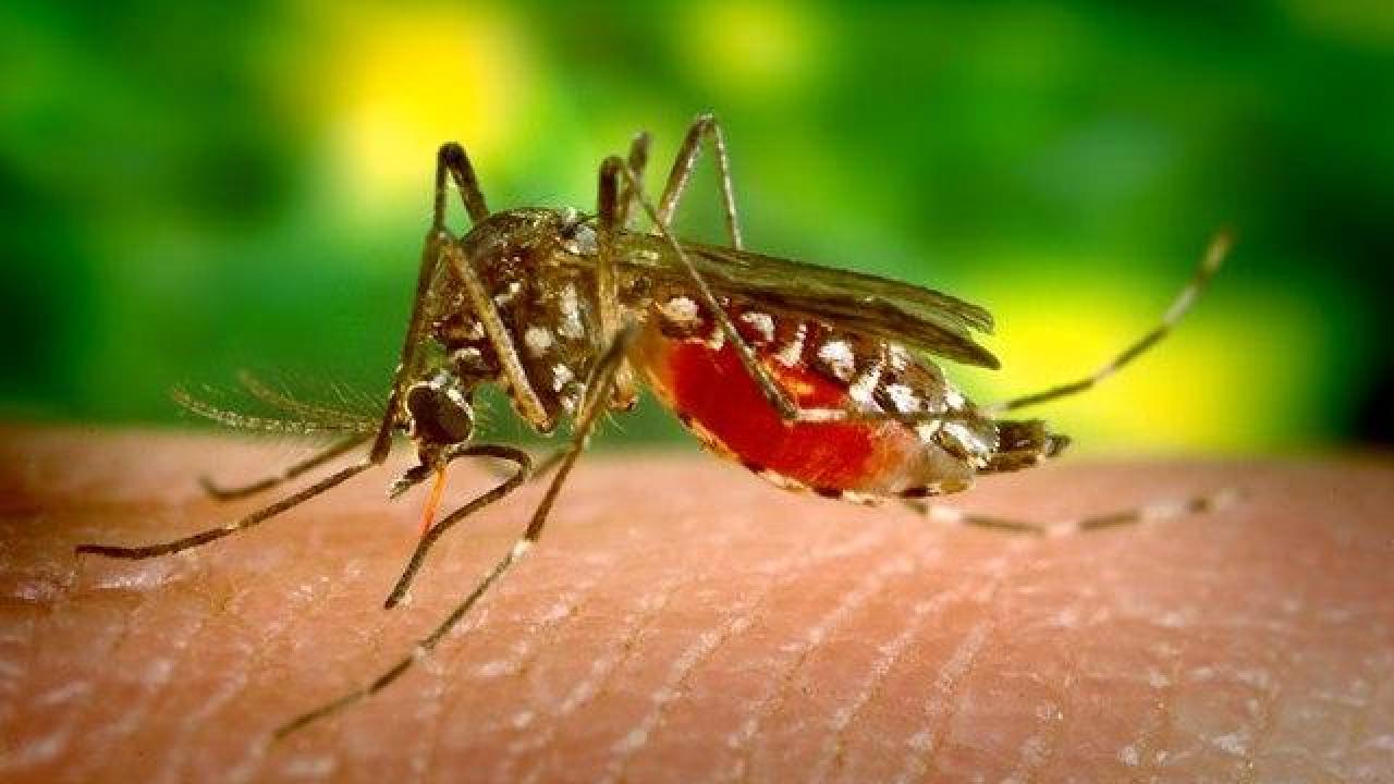 Aedes aegypti is a mosquito that can cause yellow fever. 