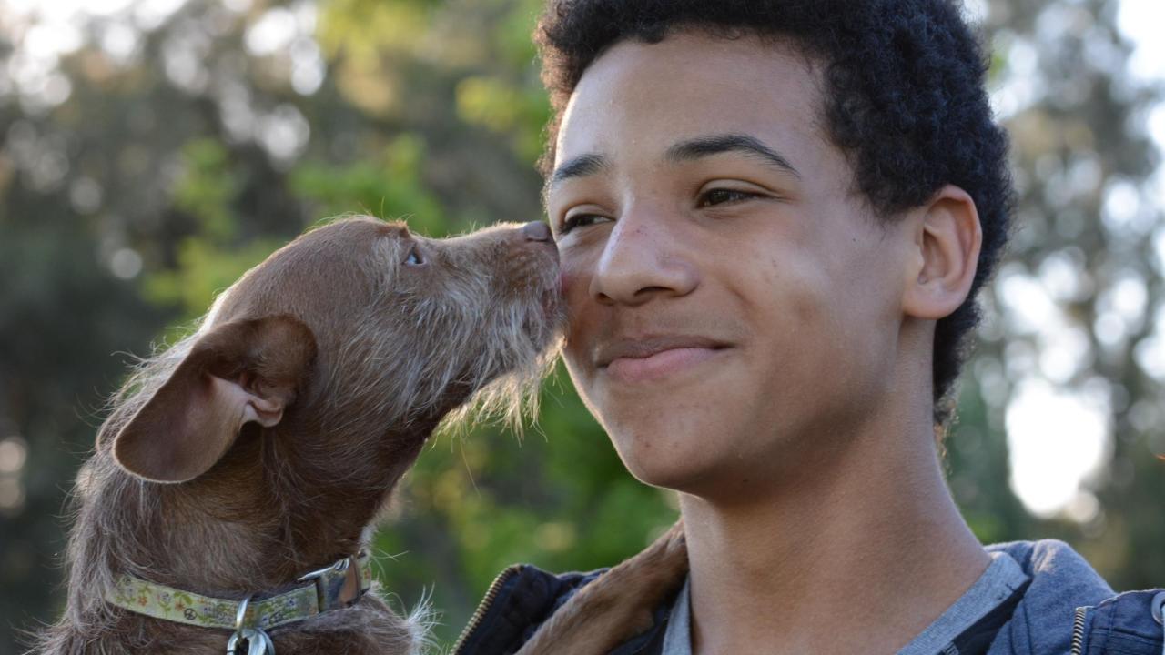 A boy and his pet dog A boy and his pet dog