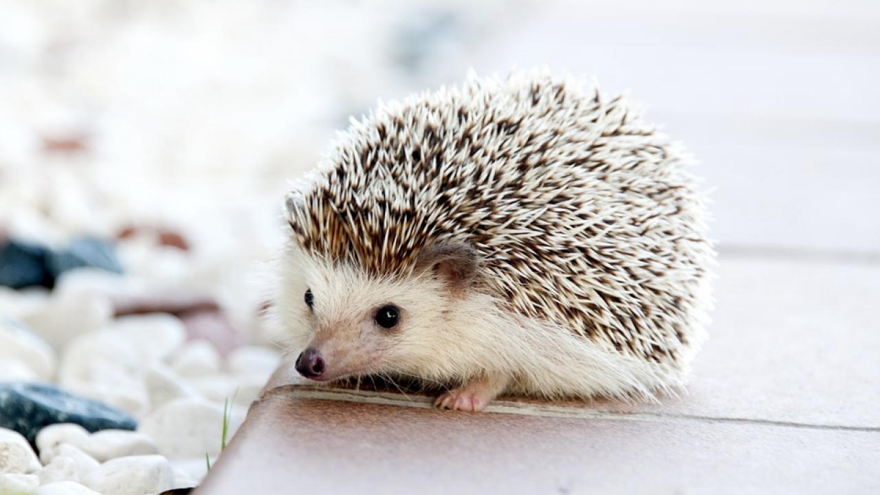 baby hedgehog