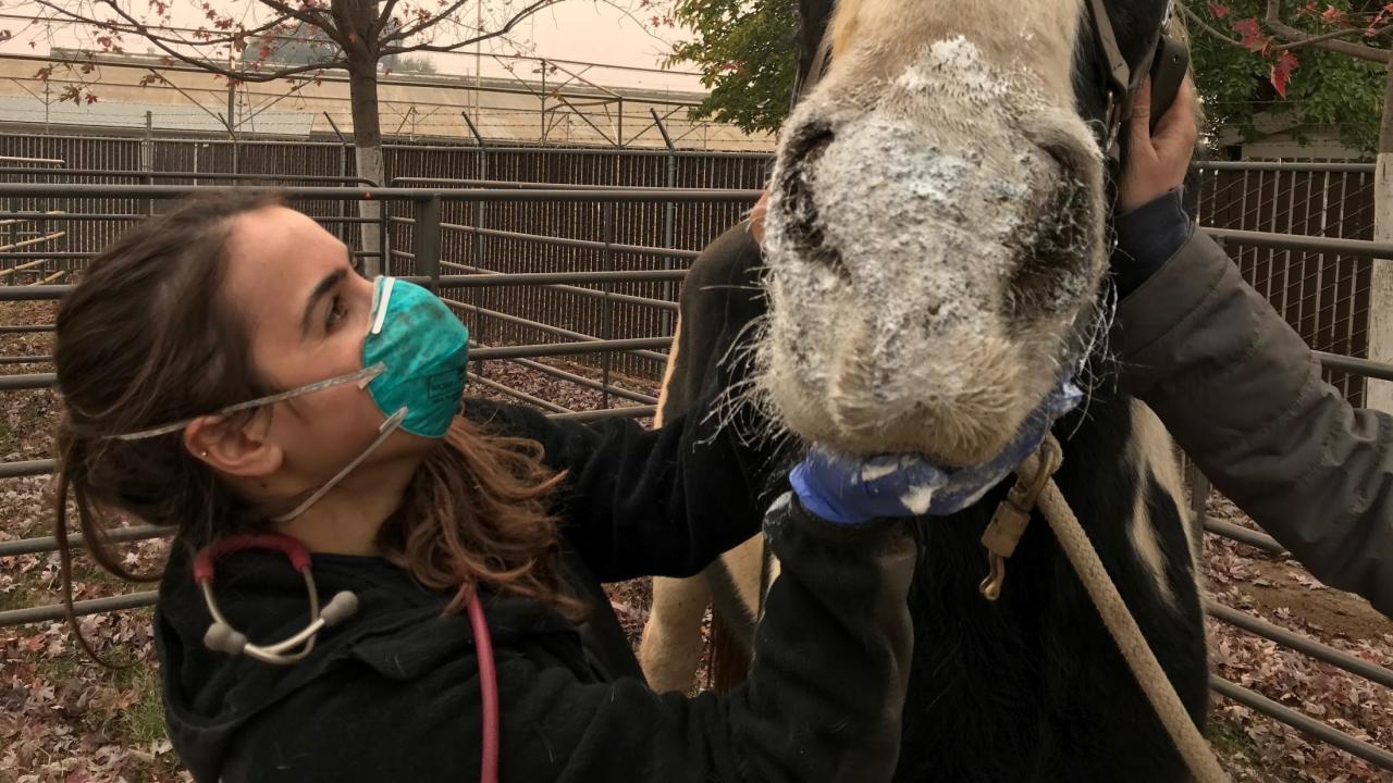 DVM student Ashley Nola treating a horse for burns at the Butte Co fairgrounds. DVM student treating burned horse