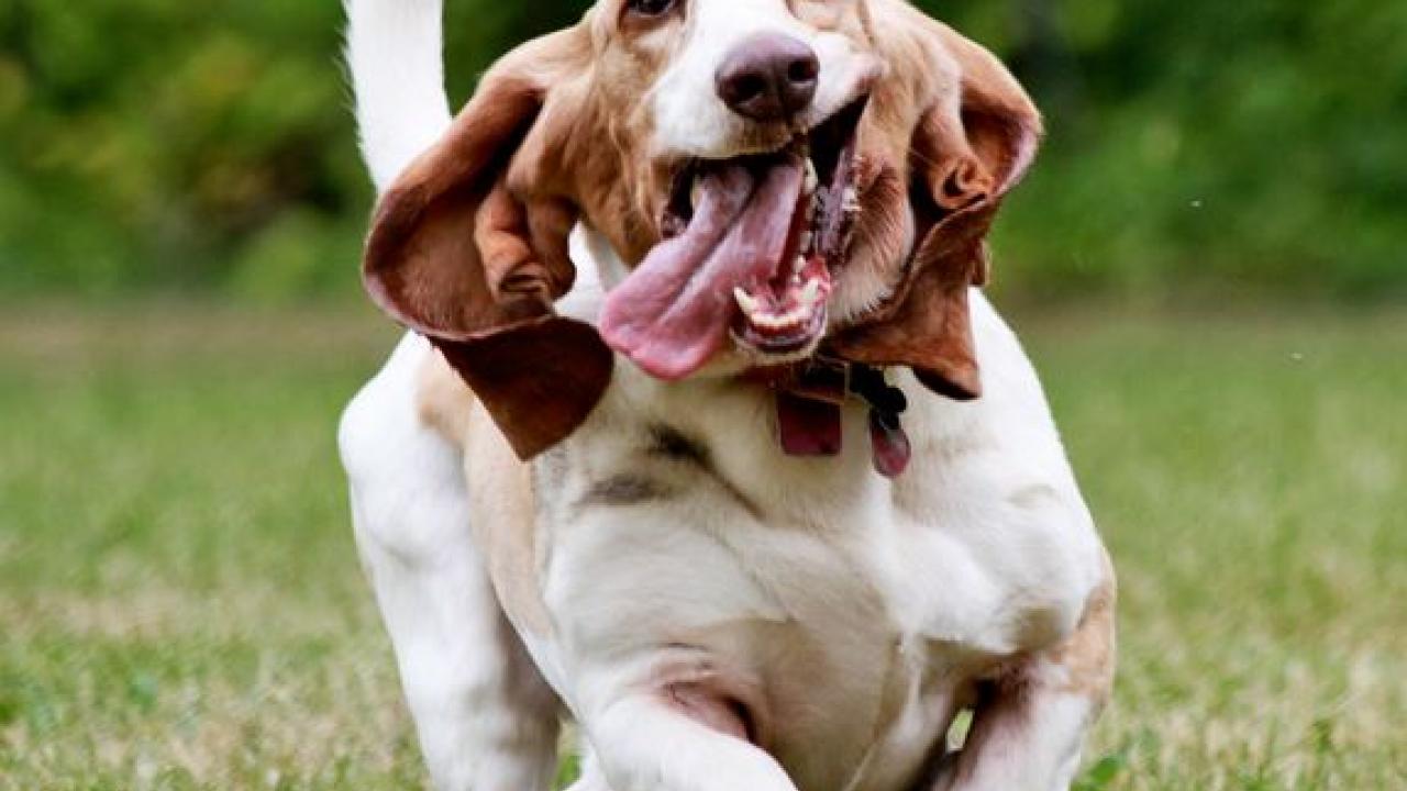 happy dog