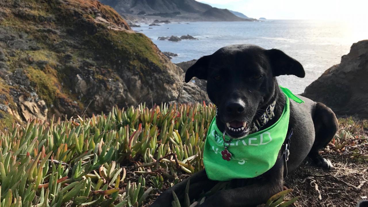 Daisy (pictured here in Big Sur, California) needed dialysis at the UC Davis veterinary hospital after suffering an acute kidney injury. Daisy the dog at the ocean