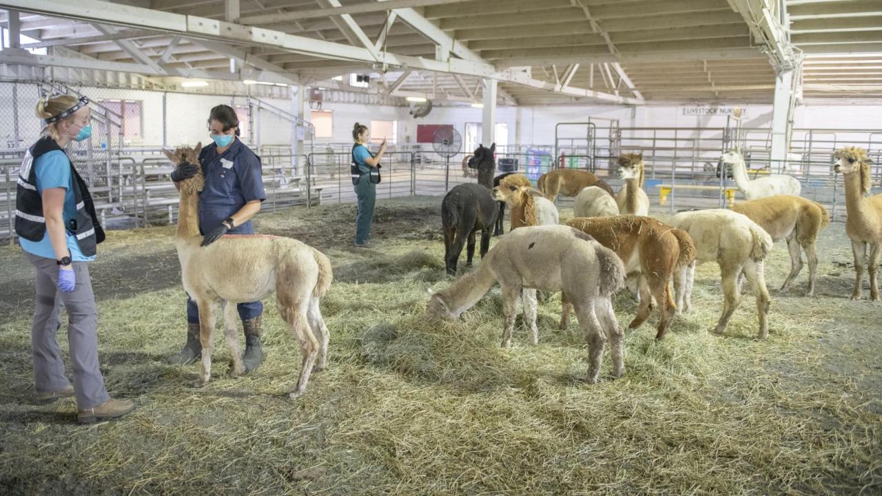 UC Davis veterinarians treat alpacas