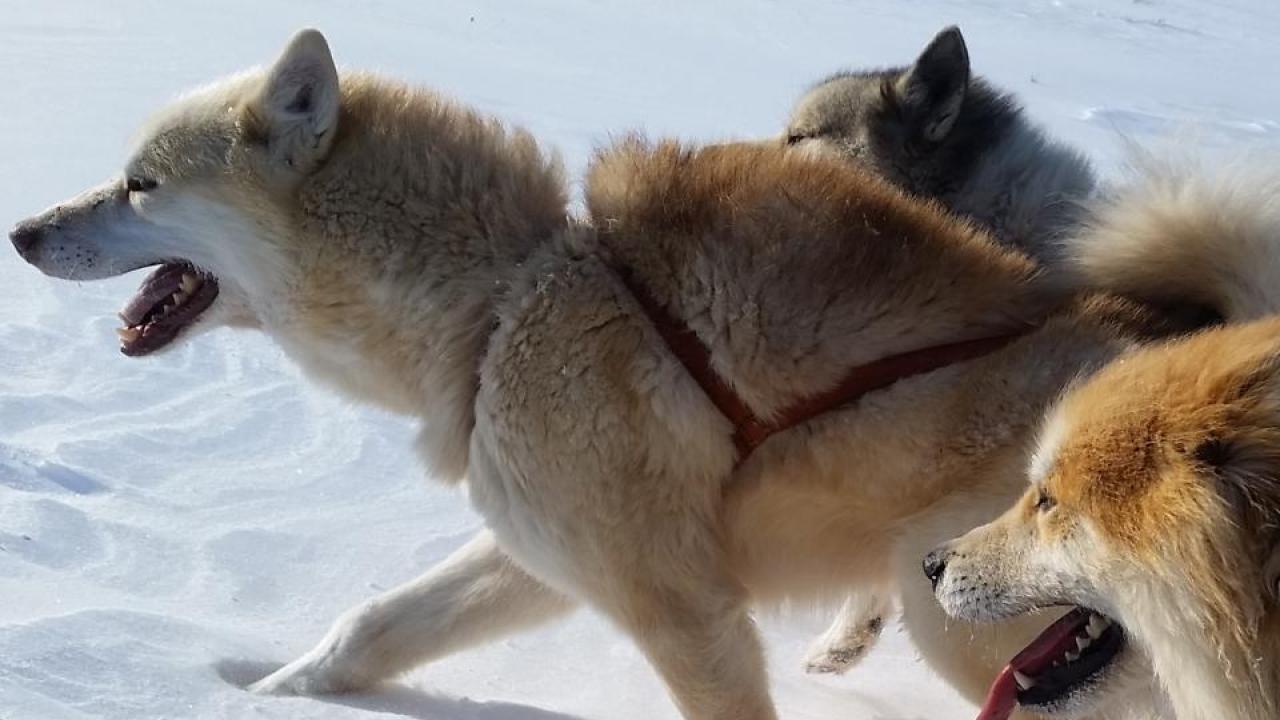 A team of Greenland sled dogs working in Greenland’s Disko Bay. The ancestors of these dogs arrived with the Inuit to the North American Arctic. (Courtesy/Tatiana Feuerborn) sled dogs running