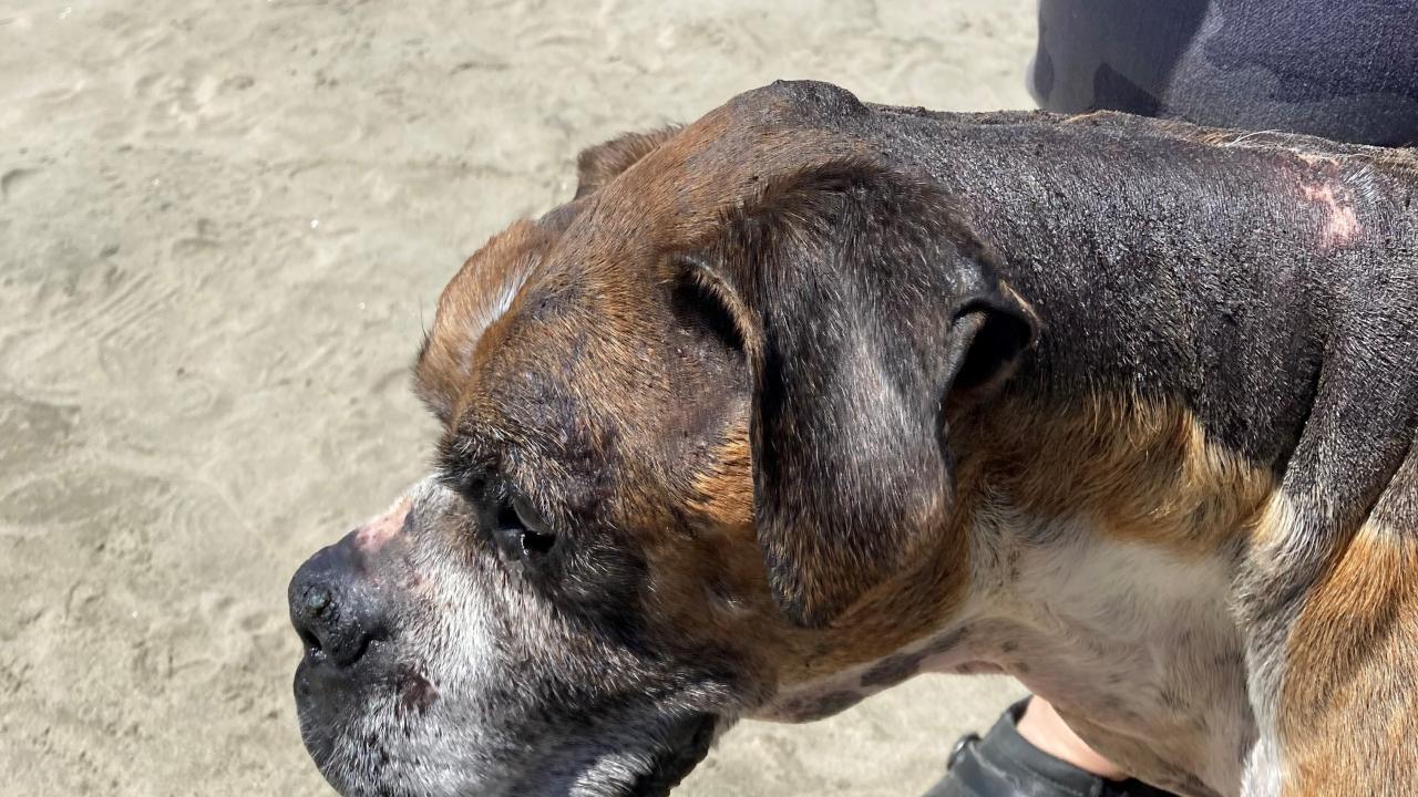dog on beach