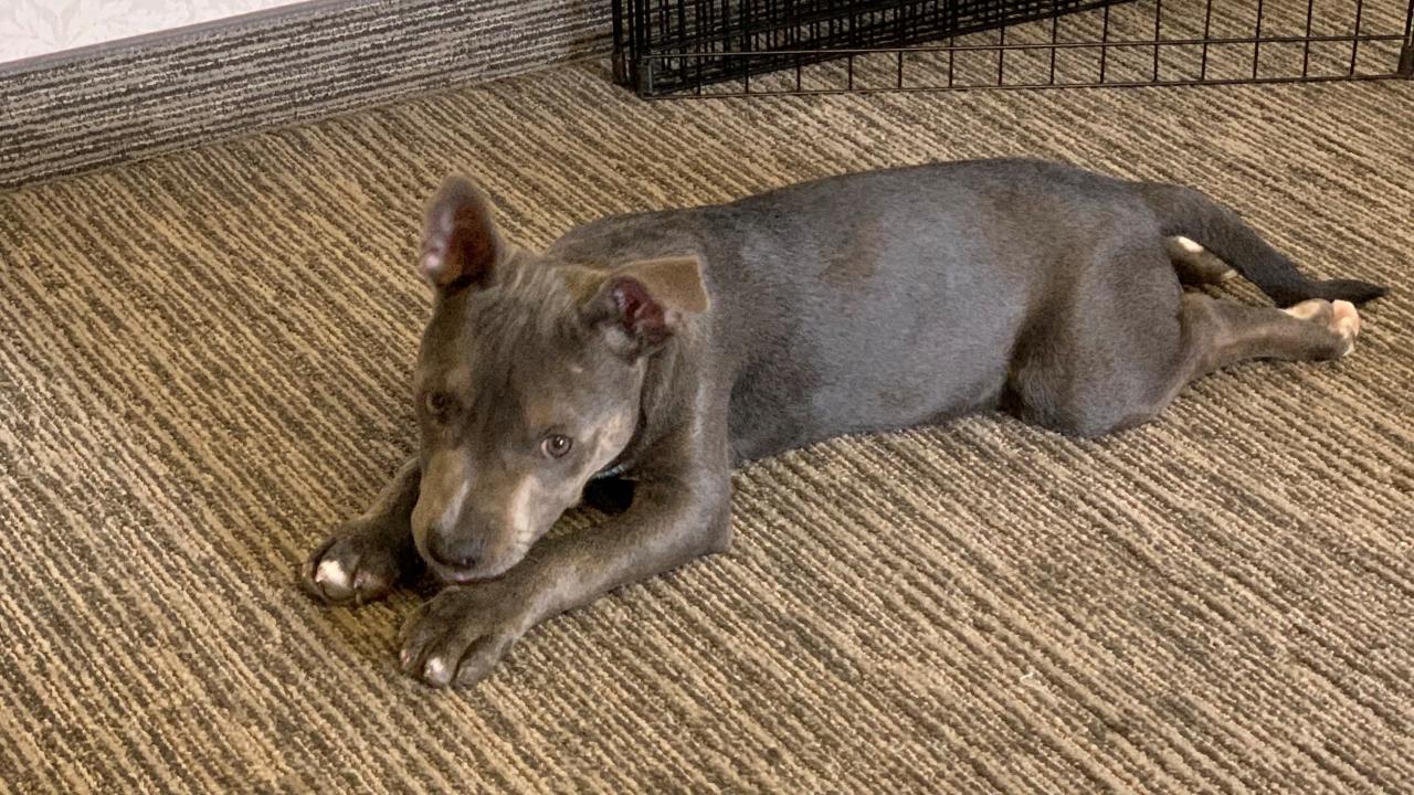 puppy laying down