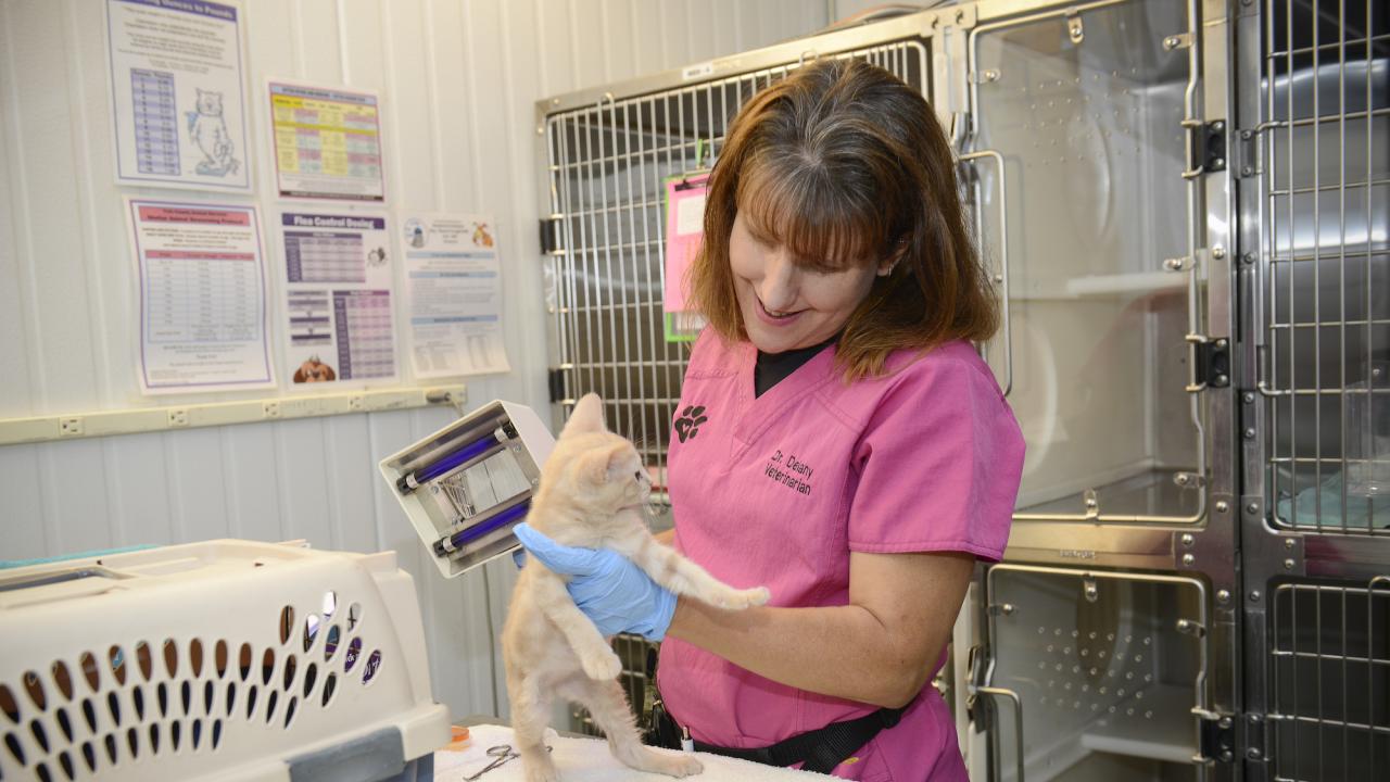 Dr. Delaney at the Yolo County Animal Shelter